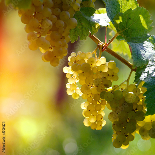 Fototapeta White grapes
