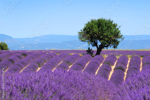  Lavender field. The plateau of Valensole in Provence