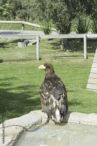 Photo: Eagle in soil Eagle in soil