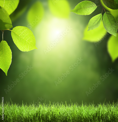 Photo: Spring forest background Spring forest background