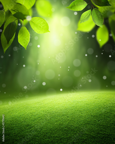 Photo: Spring forest background Spring forest background