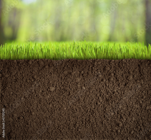 Photo: soil under grass in forest soil under grass in forest