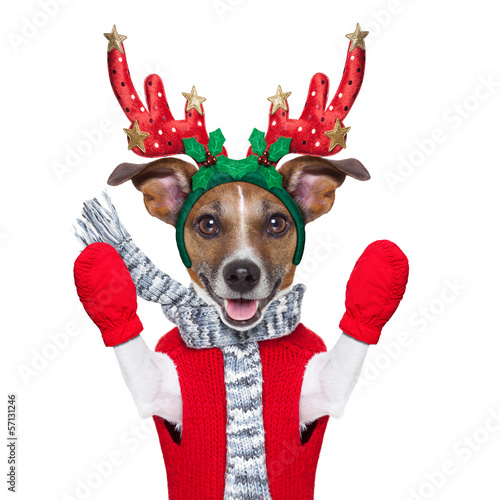 Photo: reindeer dog reindeer dog