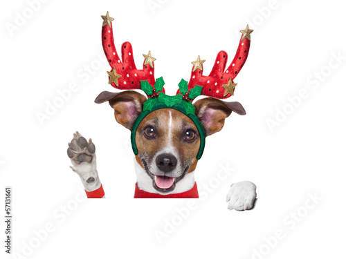 Photo: reindeer dog reindeer dog