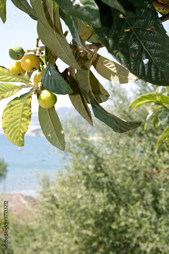 Photo: Fig tree with green figs Fig tree with green figs