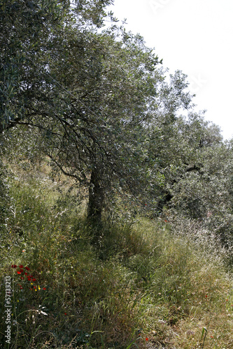 Photo: Olive trees in Pelion Greece Olive trees in Pelion Greece