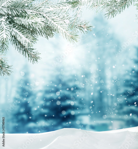 Photo: winter background winter background