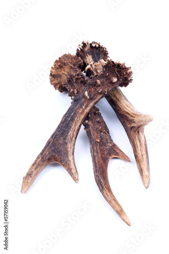 Photo: Antlers Antlers