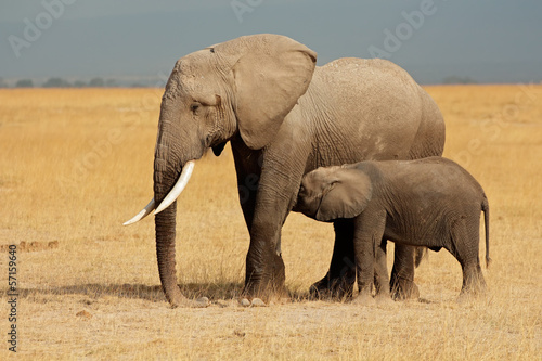 Photo: African elephant with calf, Amboseli National Park African elephant with calf, Amboseli National Park