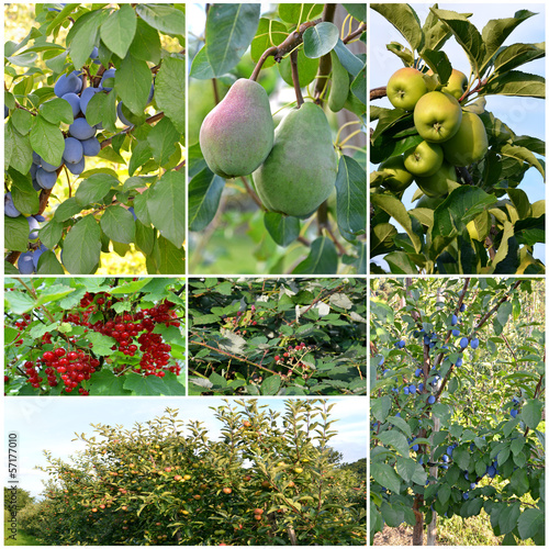 Photo: Obstbäume Obstbäume
