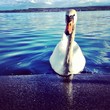schwan im bodensee schwan im bodensee
