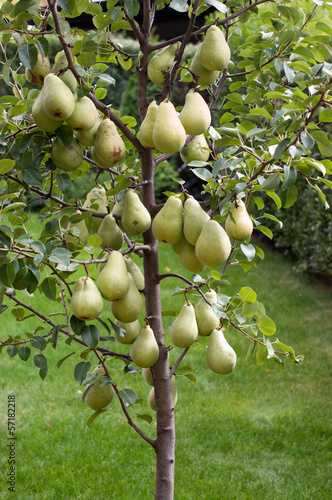 Photo: Pear tree Pear tree