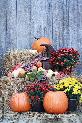 Photo: Cornucopia Still Life Cornucopia Still Life