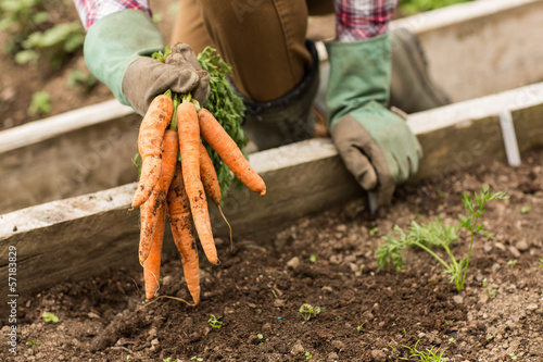 Photo: Man pulling carrots from the earth Man pulling carrots from the earth