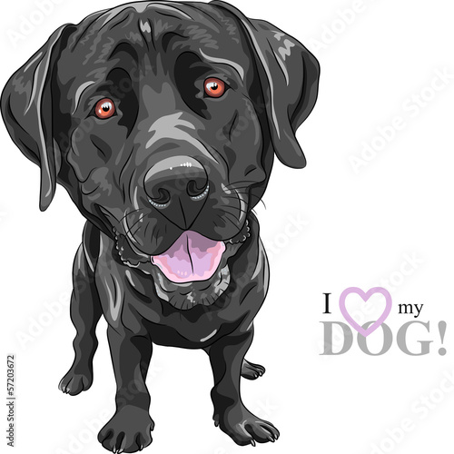 Vector: vector funny cartoon black dog breed Labrador Retriever vector funny cartoon black dog breed Labrador Retriever