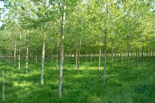 Photo: Pioppeto in Pianura Padana Pioppeto in Pianura Padana