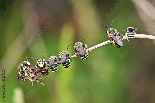 Photo: Bees on dry flower close up Bees on dry flower close up