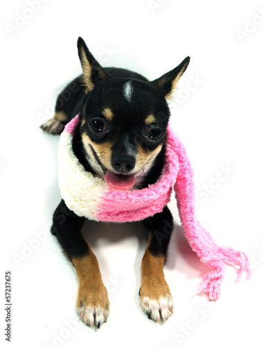 Photo: Chihuahua in the scarf Chihuahua in the scarf