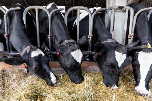 Photo: cows in a farm. Dairy cows in a farm. cows in a farm. Dairy cows in a farm.