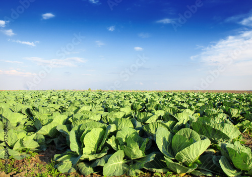 Photo: Cabbage plantation Cabbage plantation