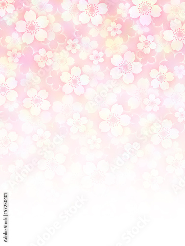 Illustration: Sakura Background Sakura Background