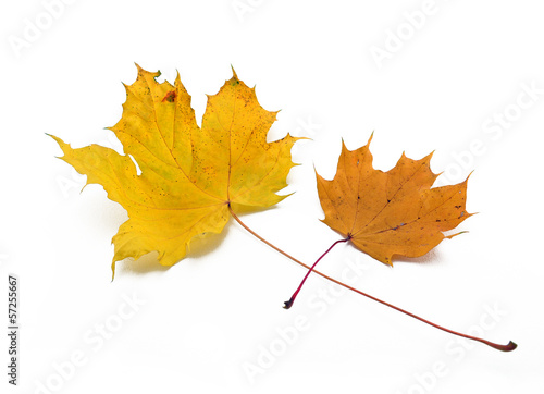 Photo: maple leaves maple leaves