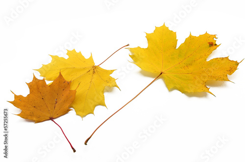 Photo: maple leaves maple leaves