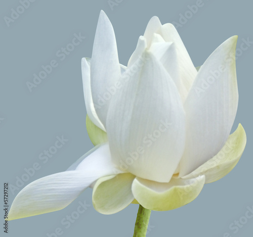Photo: lotus blanc lotus blanc