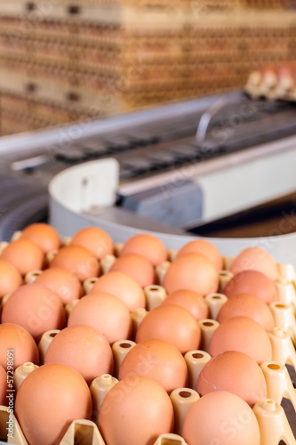Photo: Conveyor belt transporting crates with fresh eggs Conveyor belt transporting crates with fresh eggs