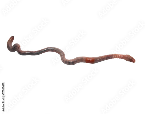 Photo: earthworm, earth worm isolated on white earthworm, earth worm isolated on white