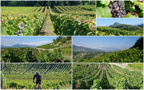 Photo: vignoble savoyard vignoble savoyard