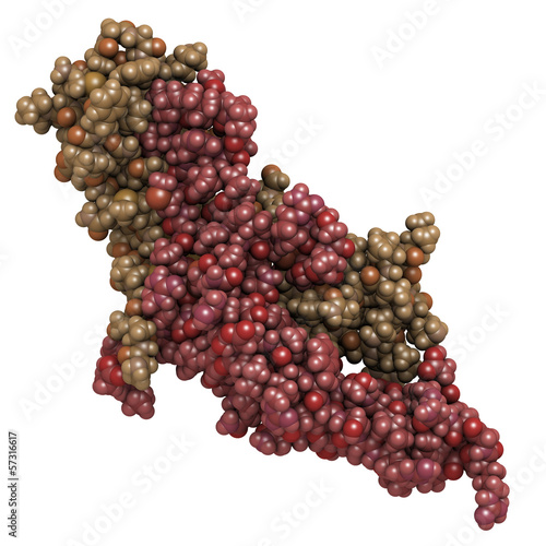 Illustration: Human Chorionic Gonadotropin (hCG) glycoproteinhormone Human Chorionic Gonadotropin (hCG) glycoproteinhormone