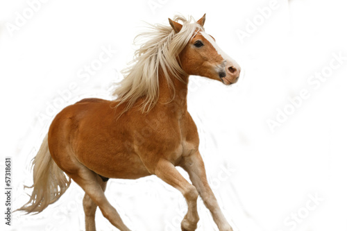 Photo: Haflinger vor weißem Hintergrund Haflinger vor weißem Hintergrund