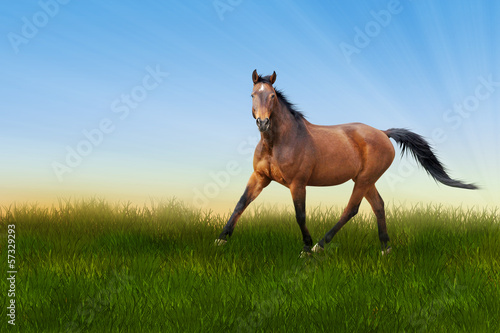 Photo: Pferd Trab Wiese Pferd Trab Wiese