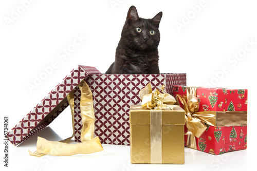 Photo: Katze als Weihnachtsgeschenk Katze als Weihnachtsgeschenk