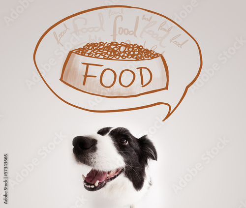 Photo: Cute border collie dreaming about food Cute border collie dreaming about food