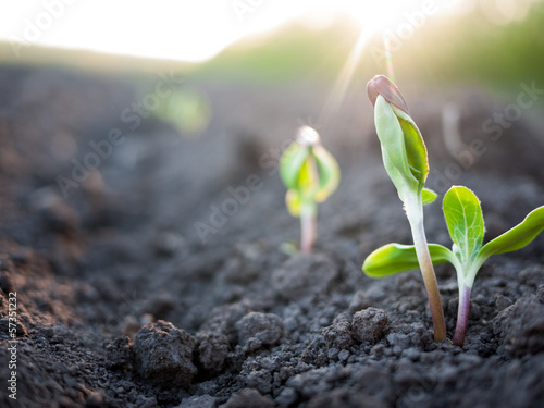 Photo: green plants green plants