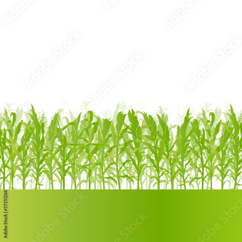 Vector: Corn field detailed countryside landscape ecology illustration b Corn field detailed countryside landscape ecology illustration b