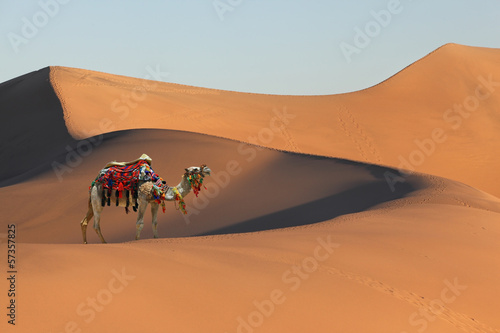 Photo: Gorgeous dromedary on dunes Gorgeous dromedary on dunes