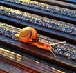 snail snail