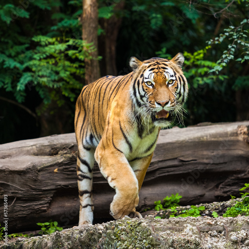 Photo: Tiger Tiger
