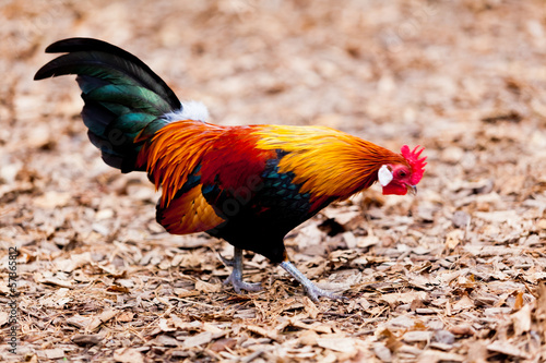 Photo: Beautiful Rooster. Beautiful Rooster.