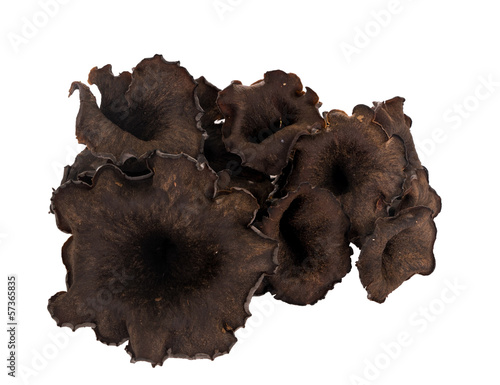 Photo: Black chanterelle mushroom, isolated - aka Horn of plenty, trump Black chanterelle mushroom, isolated - aka Horn of plenty, trump
