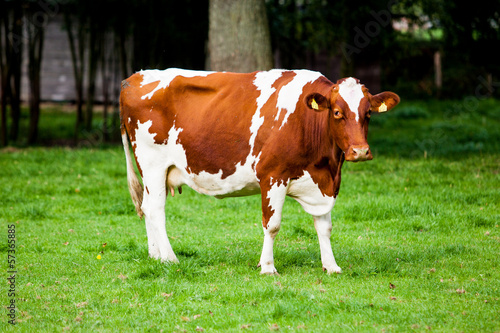 Photo: cows on meadow cows on meadow