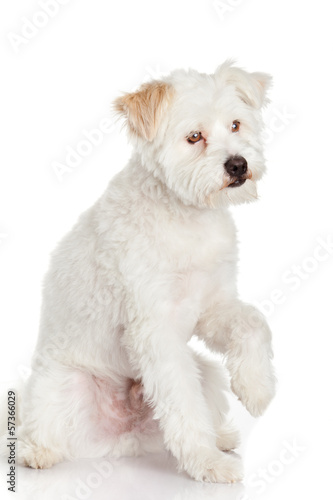 Photo: White dog on white background White dog on white background