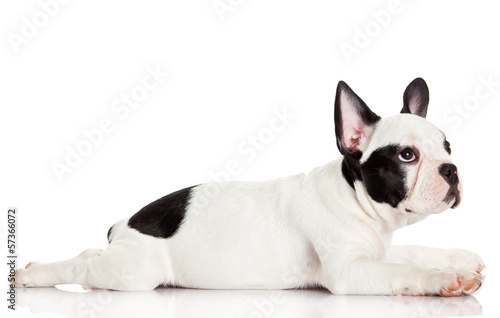 Photo: French bulldog puppy. French bulldog puppy.