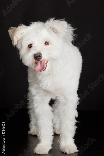 Photo: Young white dog on black background Young white dog on black background