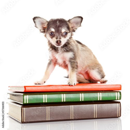 Photo: dog on books. Chihuahua puppy dog on books. Chihuahua puppy