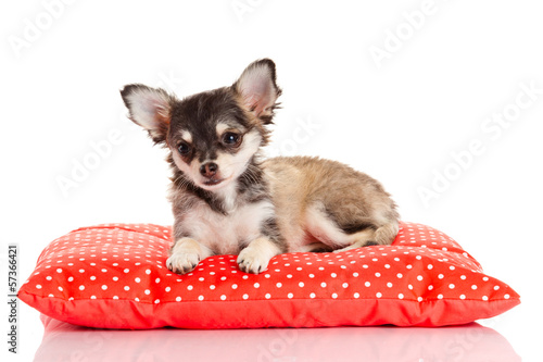 Photo: Chihuahua dog on red pillow isolated on white background. portr Chihuahua dog on red pillow isolated on white background. portr