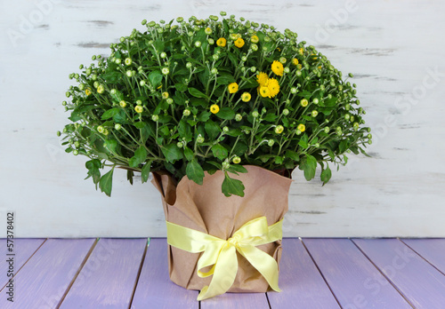 Photo: Chrysanthemum bush in pot on wooden table on wooden background Chrysanthemum bush in pot on wooden table on wooden background